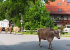 Druk verkeer in Waltenhofen